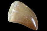 Mosasaur (Prognathodon) Tooth #87642-1